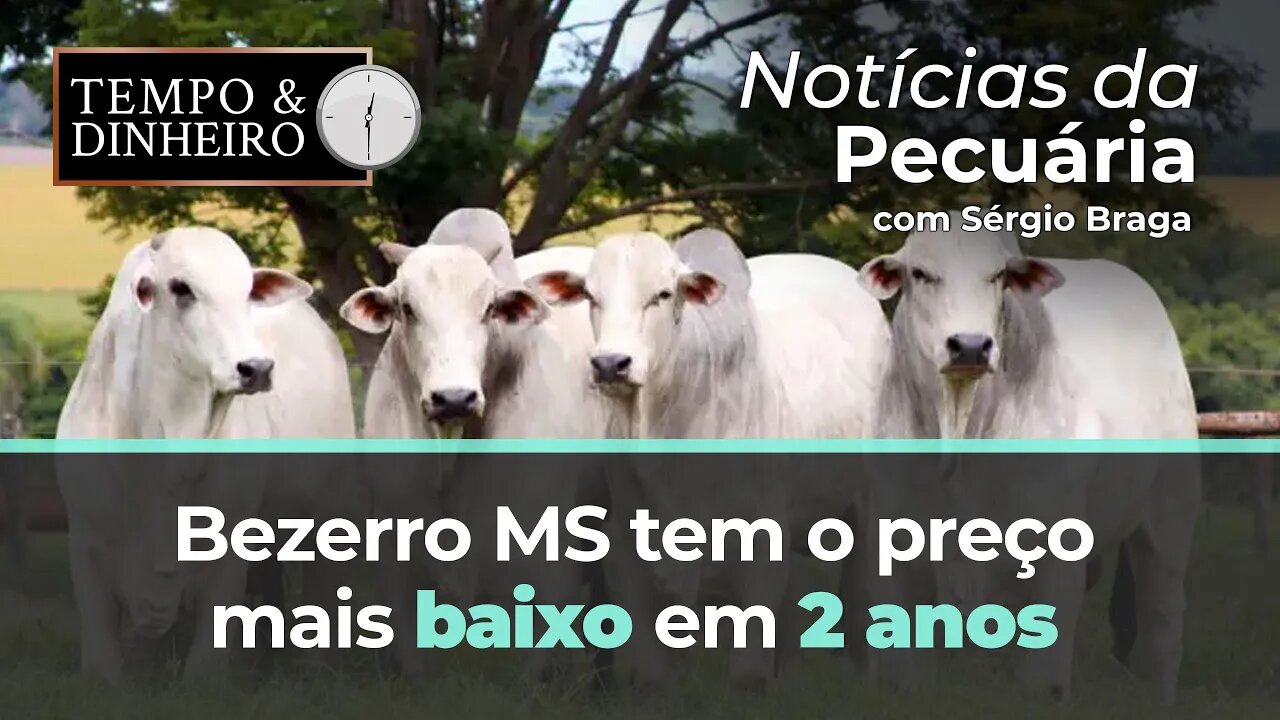 Bezerro MS tem o preço mais baixo em 2 anos. Boi gordo cai em 18 praças, informa Scot Consultoria