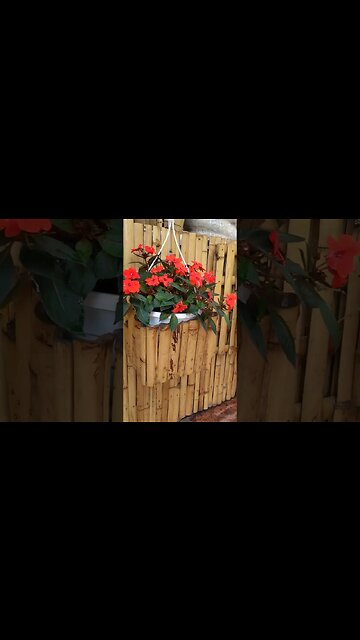 parede de bambu @bambutotal #shorts