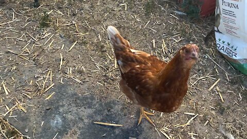 My Chickens are so Cute When They Are Hungry!