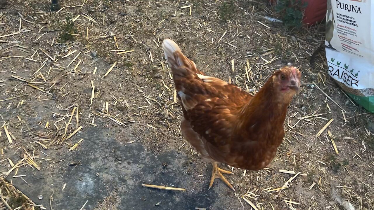 My Chickens are so Cute When They Are Hungry!