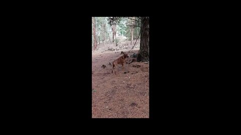 dog on the rocks