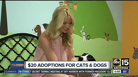 Affordable adoptions at Maricopa County shelter