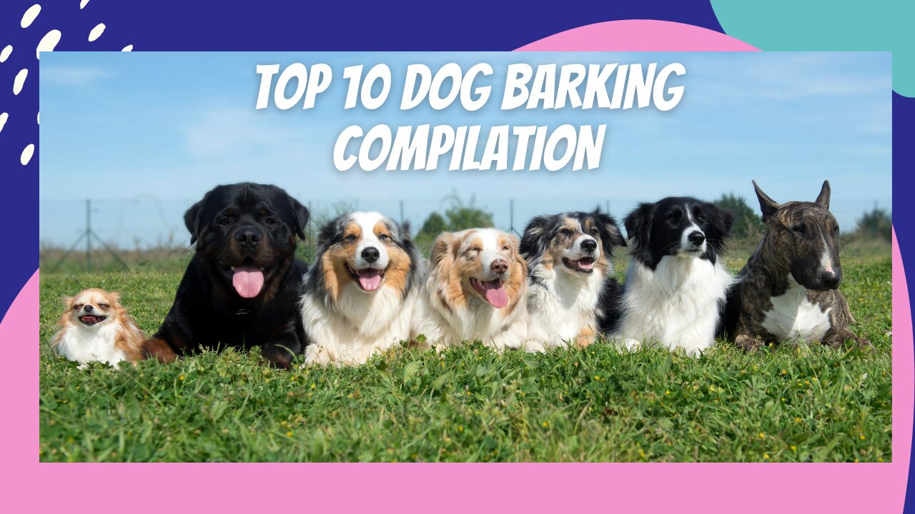 TOP 10 Dog Barking Videos Compilation. Funny and Cute Dog Barking Sounds!