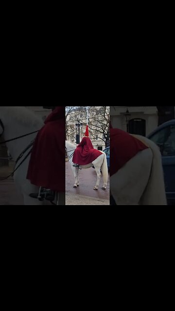 Trumpet 🎺 players white horse on the mall #horseguardsparade