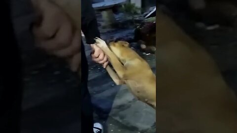 Visiting my puppy after 6 months | Traveling means I have to visit family at times