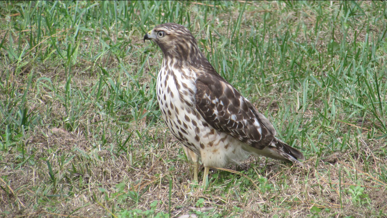 Hawk Visits Us