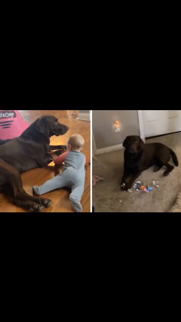 This dog is so incredibly jealous of the newest family member