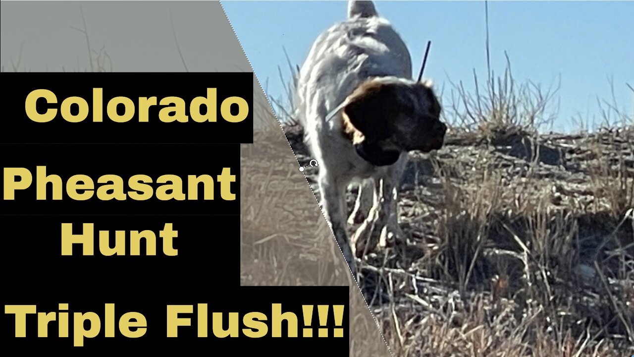 Pheasant Hunting TRIPLE FLUSH! February 7, 2021