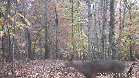 Wait for it, #WhiteTailDeer #NaturalHabitat