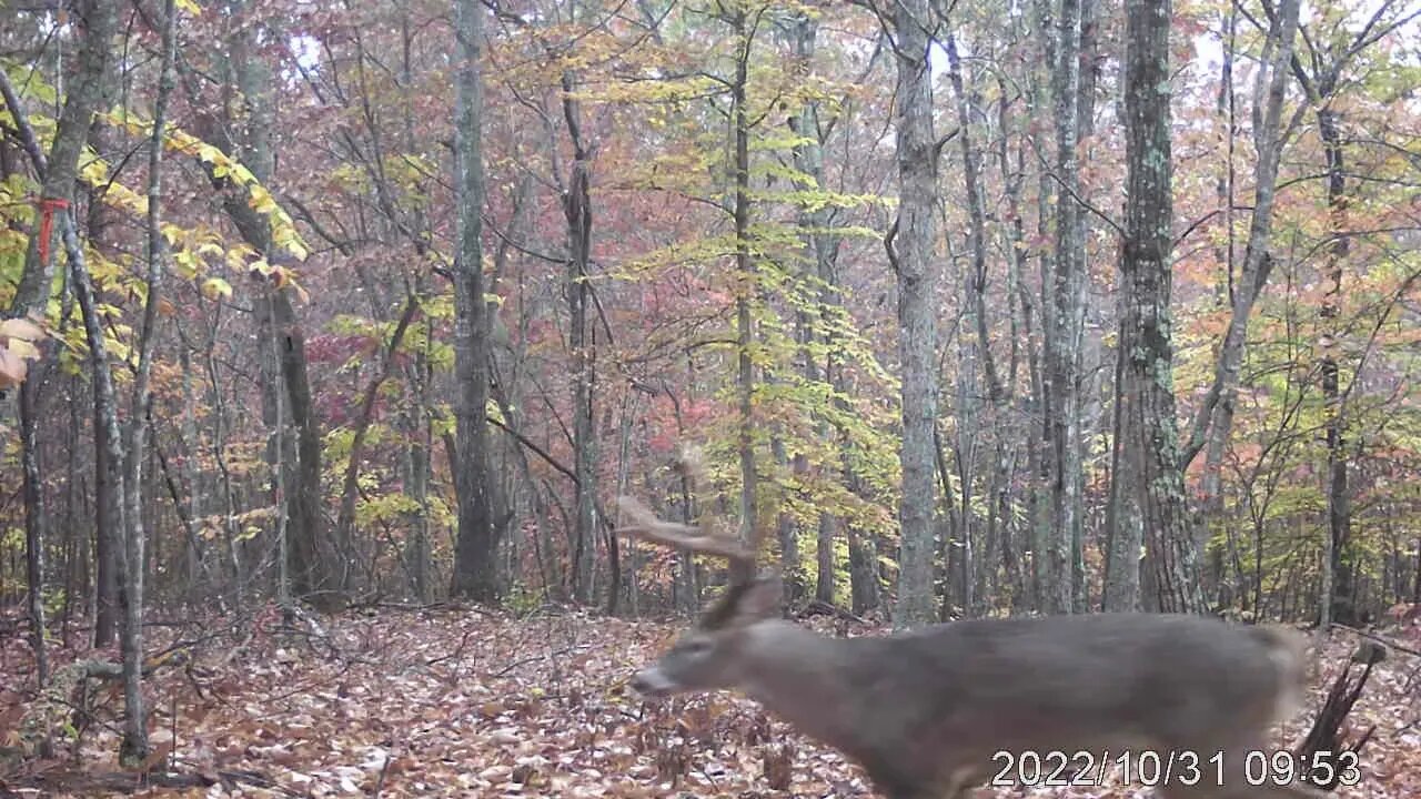 Wait for it, #WhiteTailDeer #NaturalHabitat