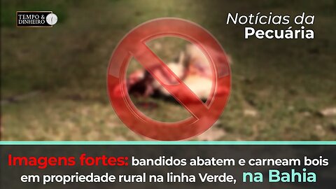 Imagens fortes: bandidos abatem e carneiam bois em propriedade rural na linha Verde, na Bahia