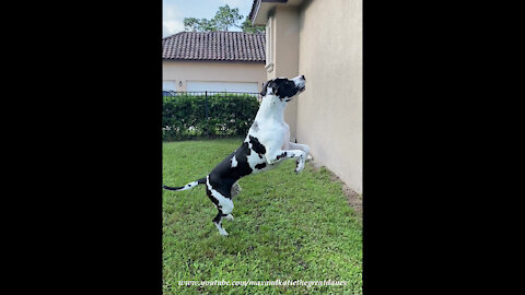 Great Dane Leaps And Bounces To Get Close To Squirrel