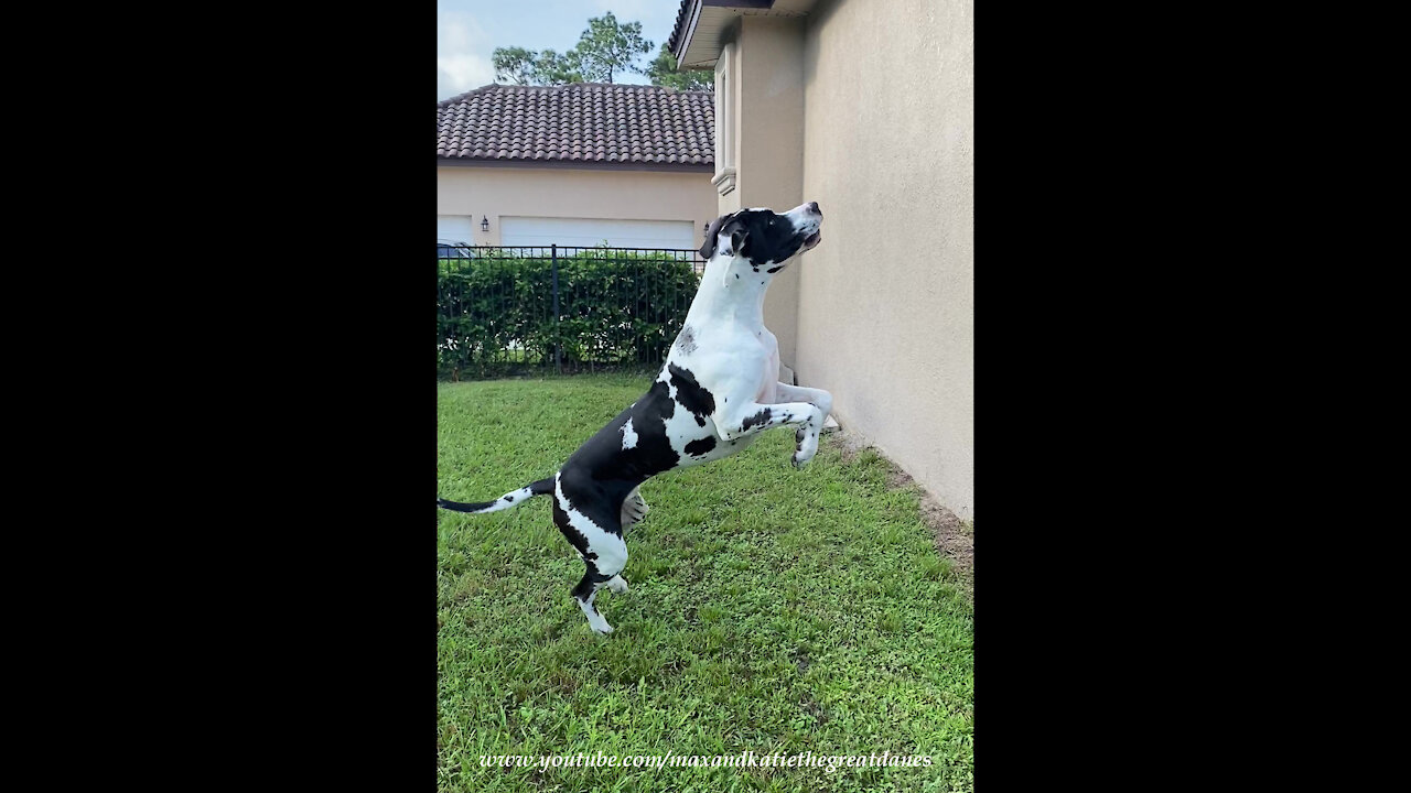 Great Dane Leaps And Bounces To Get Close To Squirrel