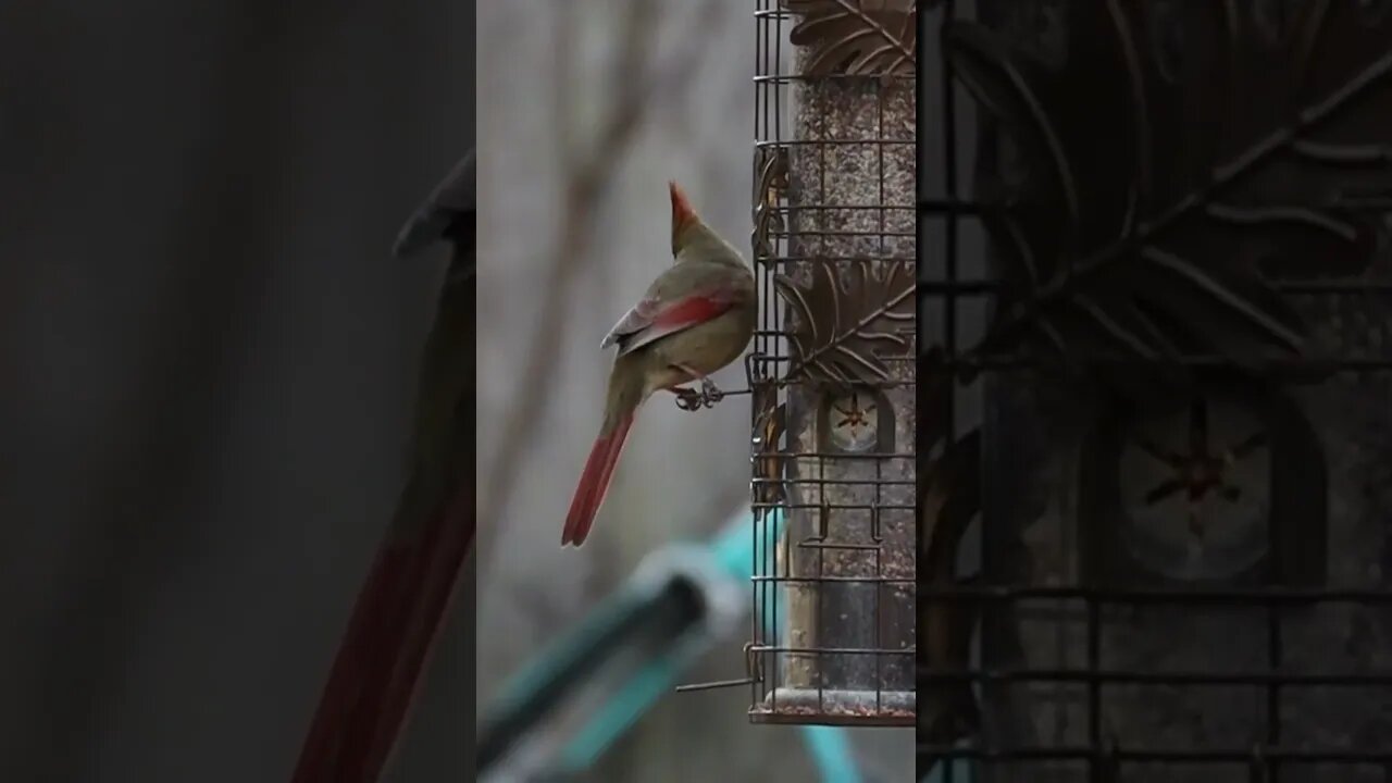 FEMALE CARDINALS: Subdued, elegant, winter birds