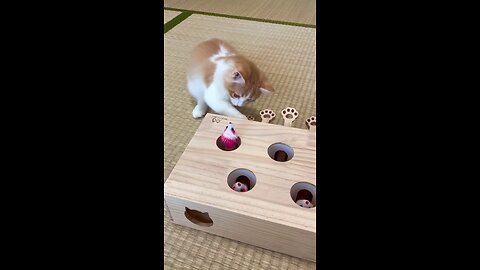 wait for end #viralvideo #trending #animal #funny #cat #games #viral