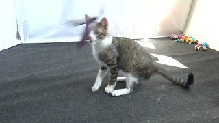 Small Cat Is Fascinated by His Feather Toy