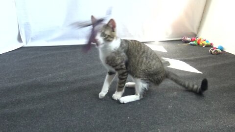 Small Cat Is Fascinated by His Feather Toy