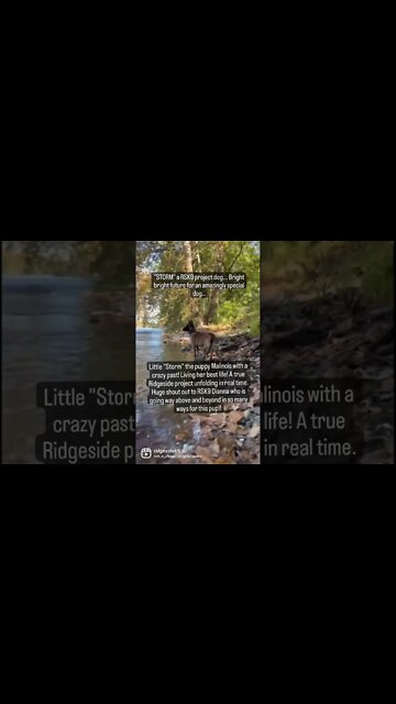 Belgian Malinois rescue dog "Storm" living her best life.