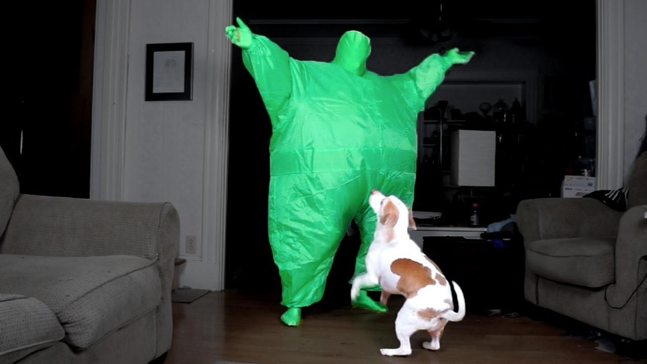 Dog Dances w/Man in Chub Suit: Funny Dog Maymo