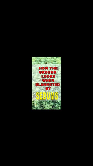 How the ground looks when blanketed by Sedums #shorts #succulent