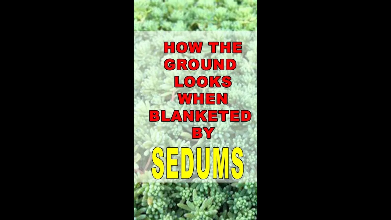 How the ground looks when blanketed by Sedums #shorts #succulent