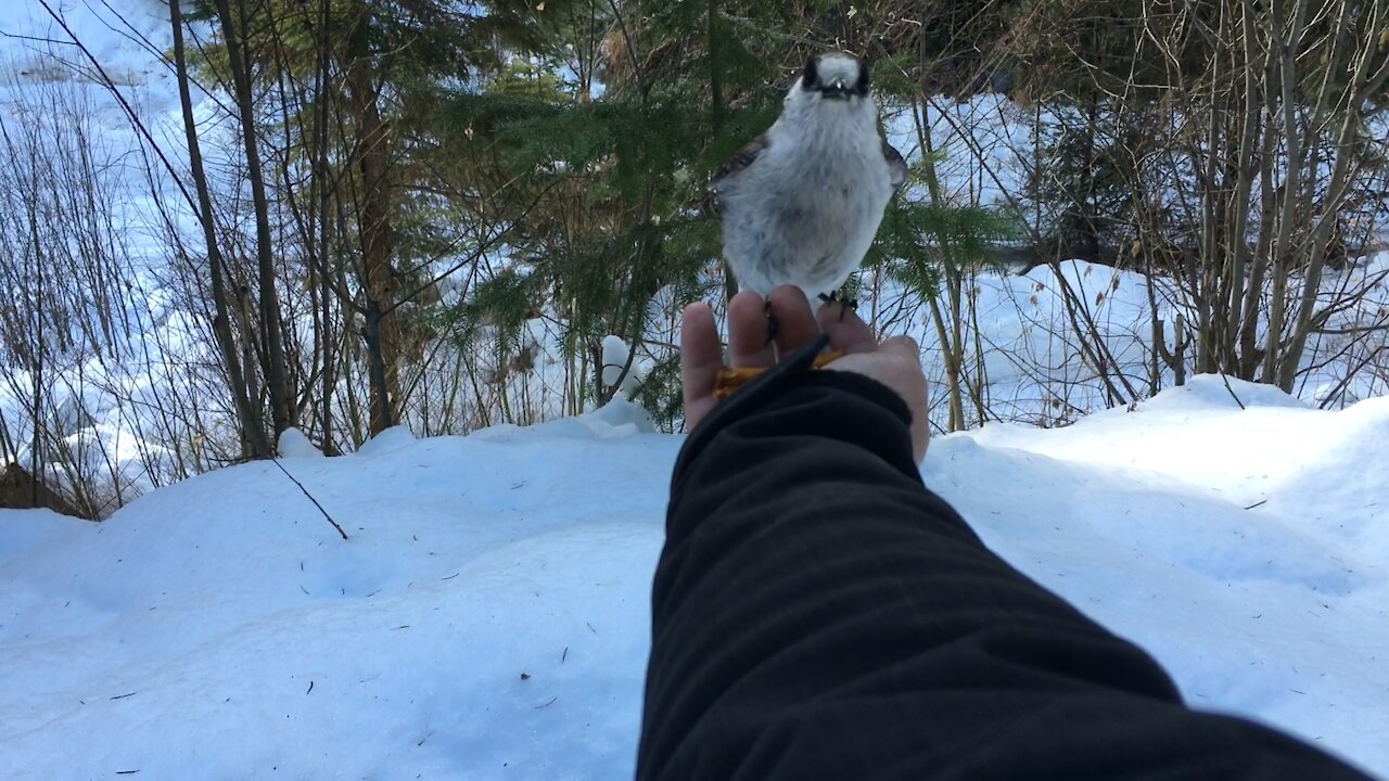 Bird eating out of hand