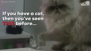 Why Cats Knock Stuff Over