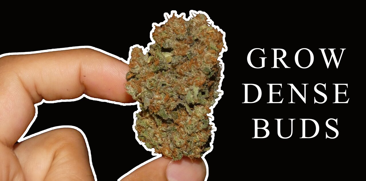 Practical Tips For Growing Denser Buds