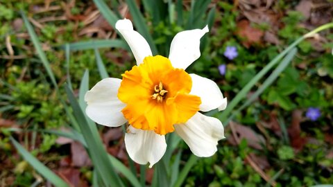 Spring cheerful daffodils