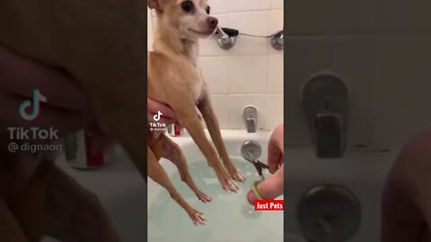 Wait for it #shorts #tiktok #cute #funnyanimals #dog