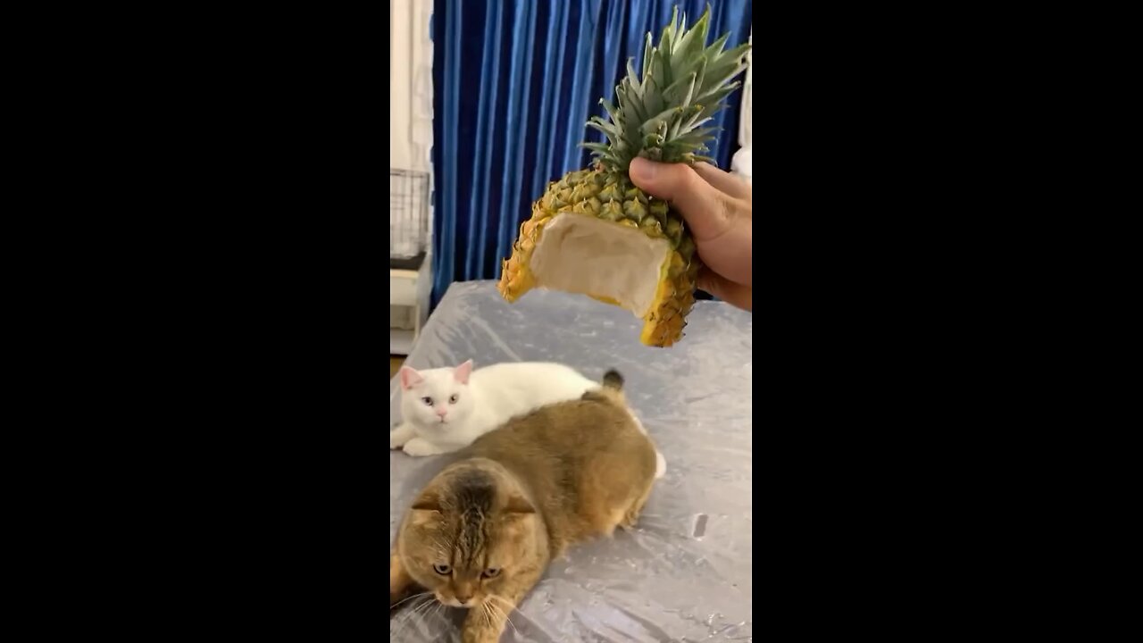 Pineapple cat 🤣🍍