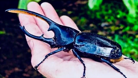 Extreme Bug - The Hercules Beetle