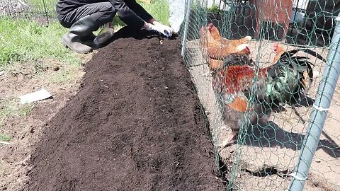 My Empire of Dirt Salsify Companion Planting