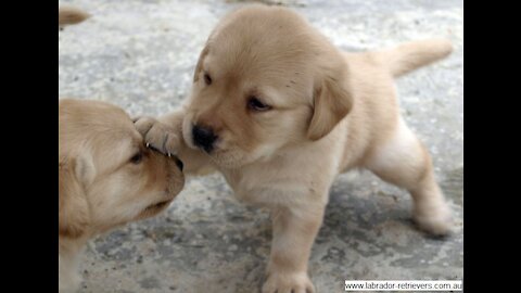 cute Labrador puppies playing. So funny