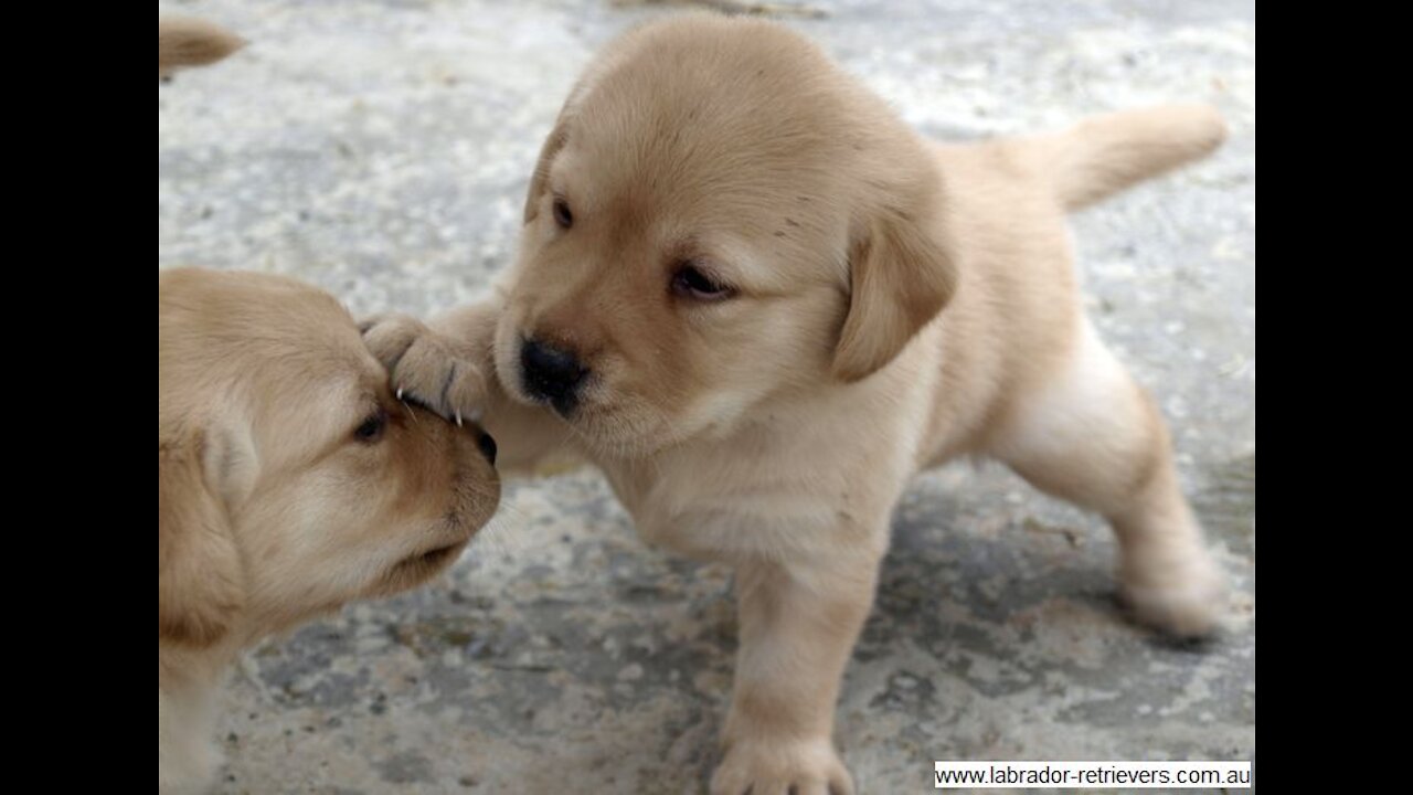 cute Labrador puppies playing. So funny