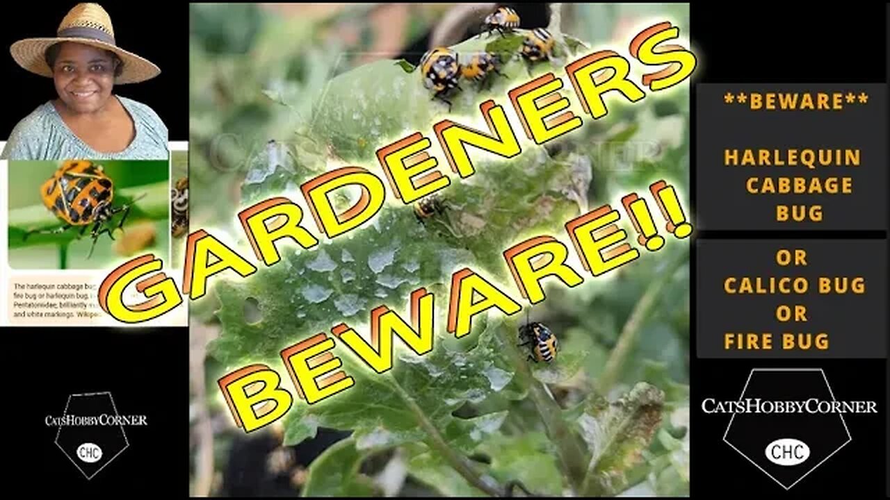 #BEWARE #harlequins #cabbage #garden #bugs - #catshobbycorner