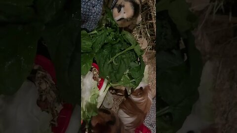 Guinea pigs enjoying their evening meal