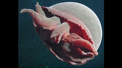 On your screens is a big red jellyfish