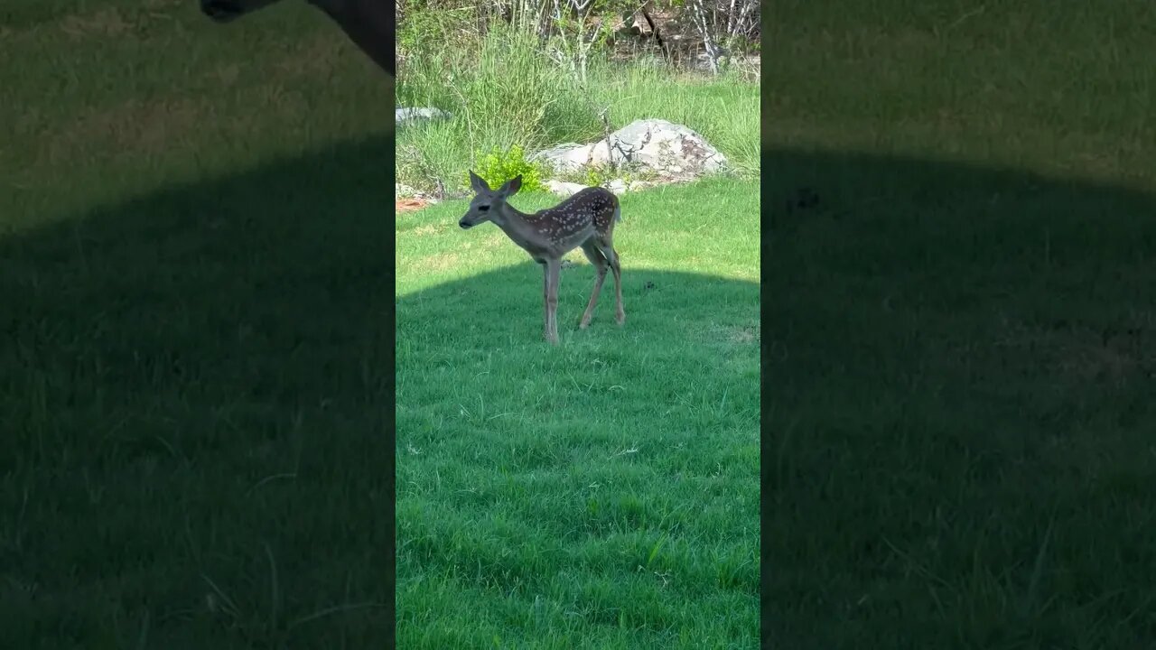 Baby deer in the back yard...Pinky is not pleased.