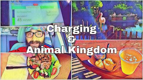 Charging and Animal Kingdom
