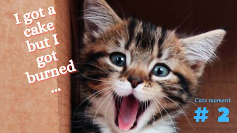 Cats moment # 2