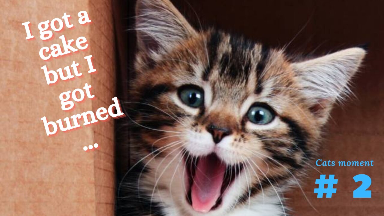 Cats moment # 2