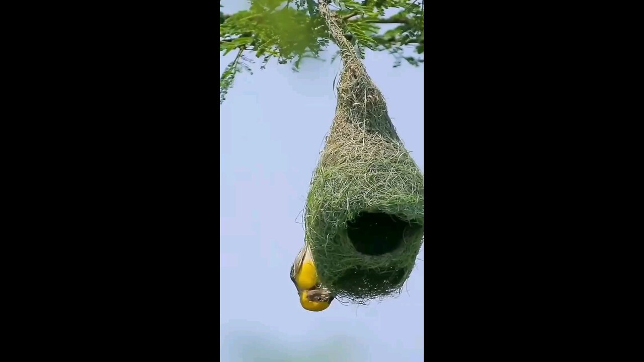 birds house