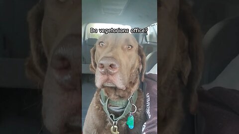 Going to the vet #chesapeakebayretriever #vetvisit #lifewithdogs