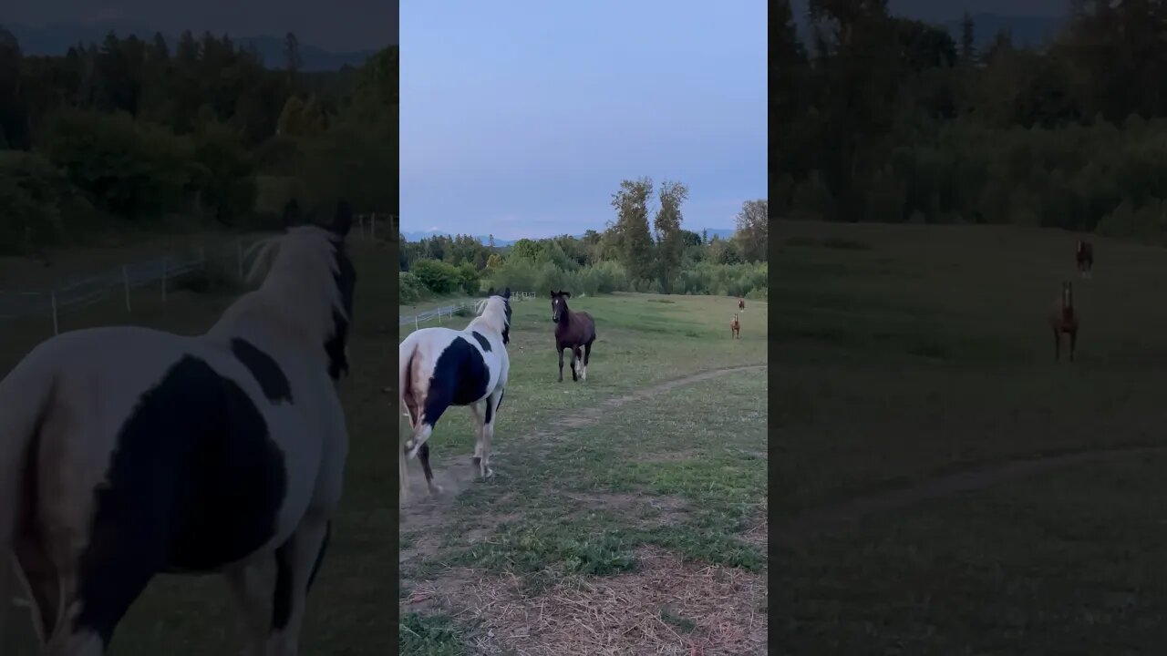 Little Horse finally reunited with the Herd after 6 weeks #shortvideo #horse #funny