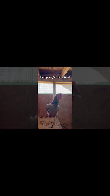 Brand new layers laying their eggs for the first time