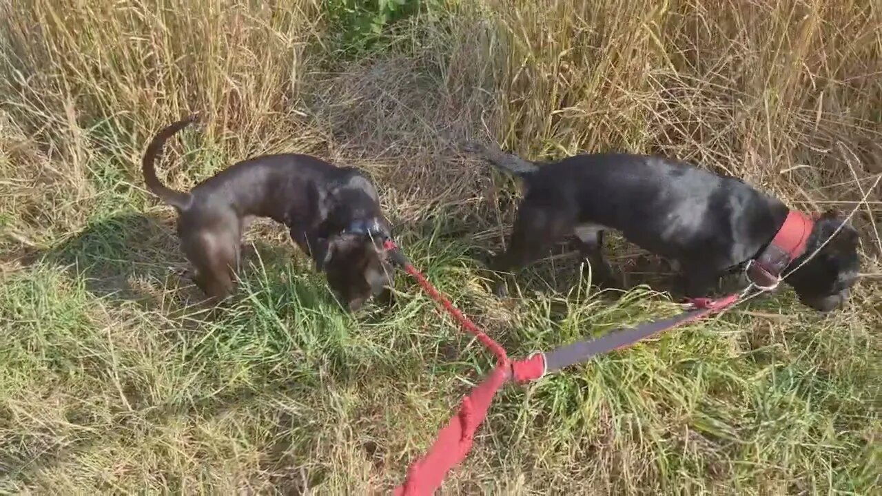 Feeding your Dogs with YOUR EYES and MIND. PATTERDALE TERRIERS BSL ESTACADO MALE BSL OBSCURA FEMALE