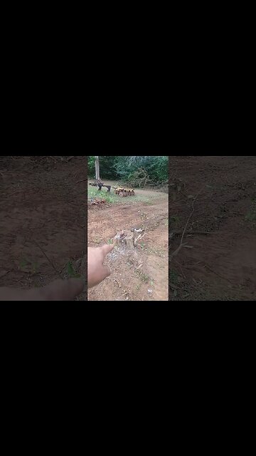 Making progress #homestead