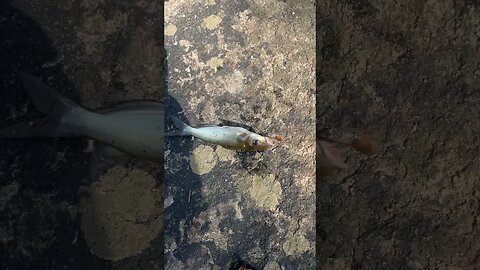 Fish #2 of the day! Channel catfish! #fishing #outdoors #nature