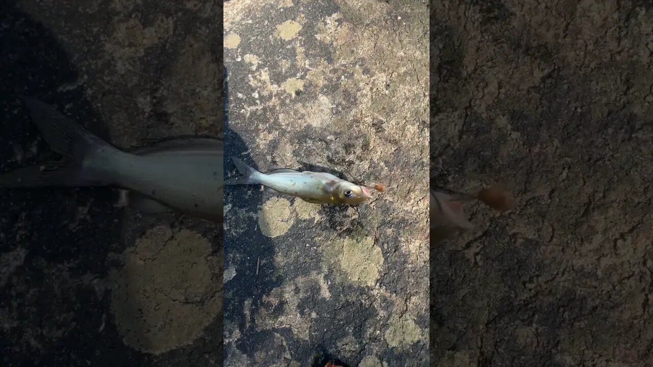 Fish #2 of the day! Channel catfish! #fishing #outdoors #nature